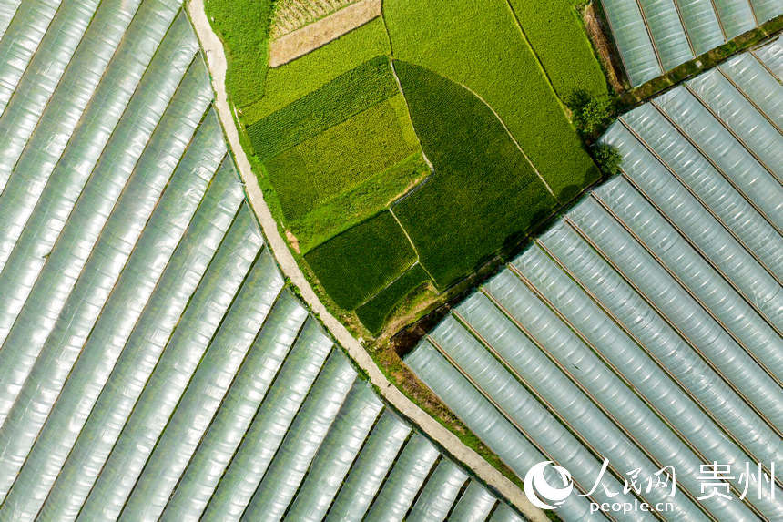 航拍群山環(huán)抱的長官司虹妤葡萄園。人民網(wǎng) 涂敏攝