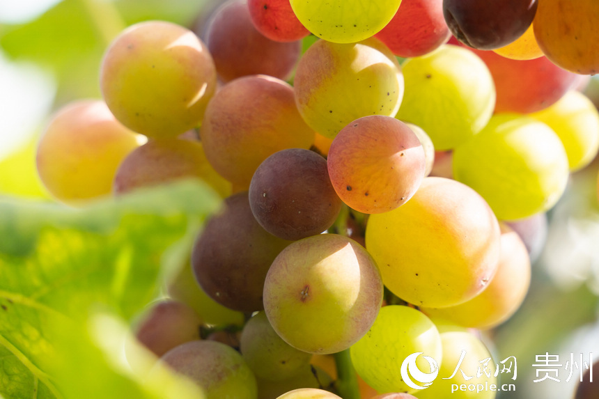 葡萄園內成熟的葡萄。人民網 涂敏攝