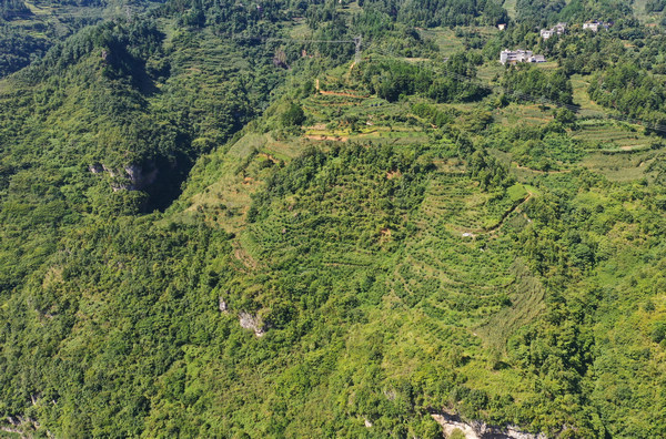 堰塘村高榜桃李種植基地航拍。周訓(xùn)貴攝