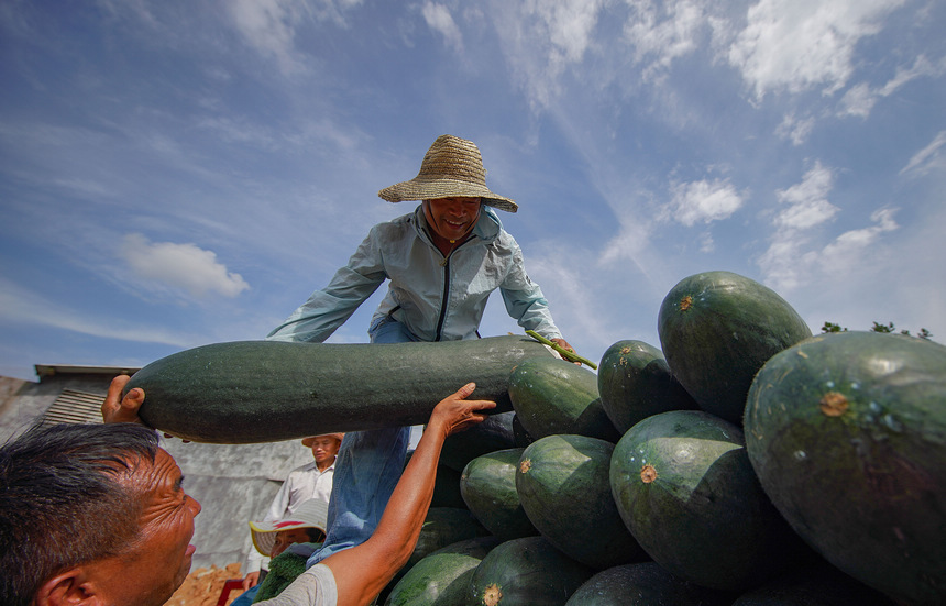 8月23日，村民把采收的冬瓜裝車。