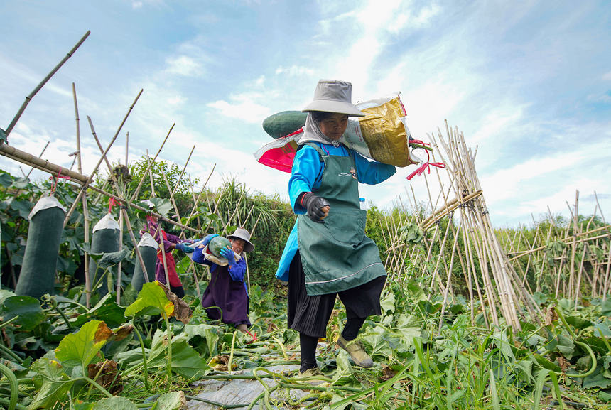 8月23日，村民在搬運(yùn)采收的冬瓜。
