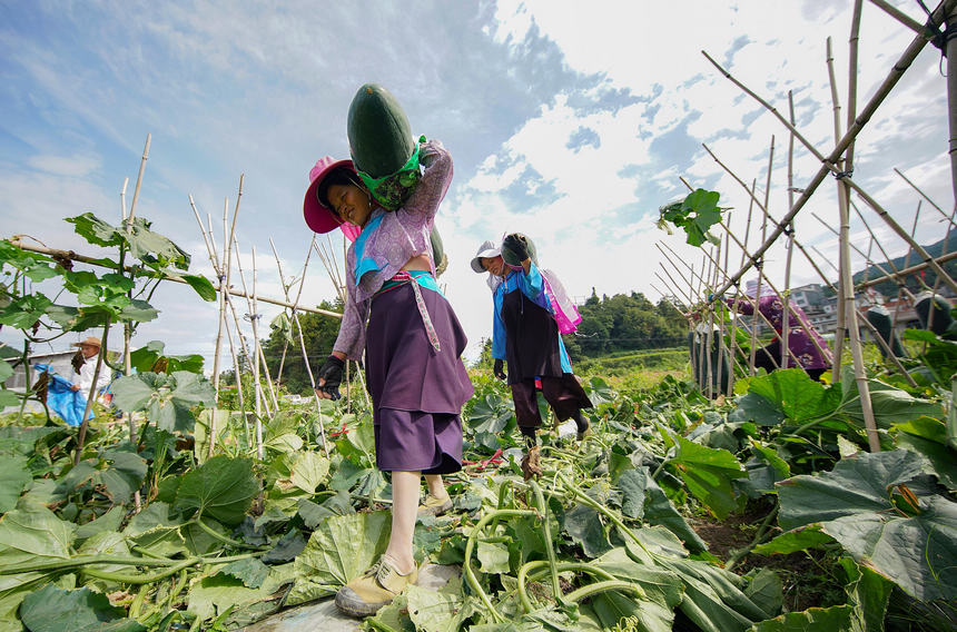 8月23日，村民在搬運采收的冬瓜。