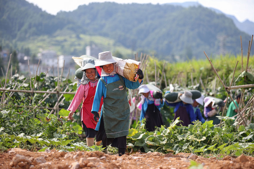 8月23日，村民在搬運(yùn)采收的冬瓜。