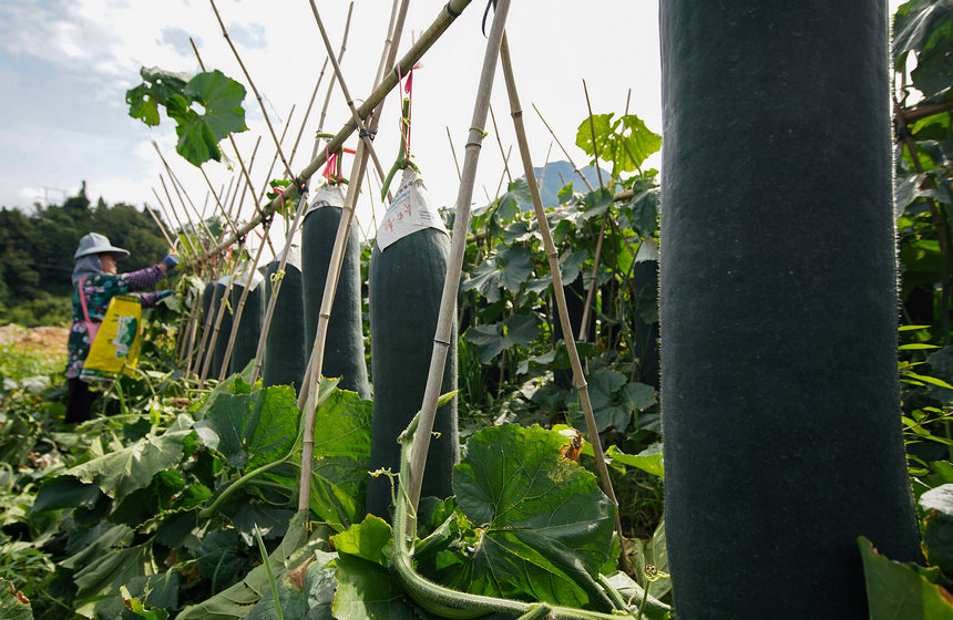 8月23日，村民在采收冬瓜。