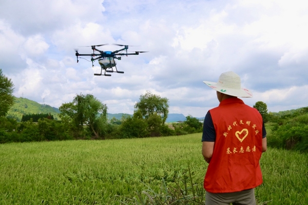 工作人員對示范點的水稻進行葉面噴灑工作。