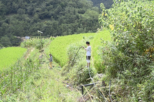 1. 大家將水管從半山腰鋪設下去。
