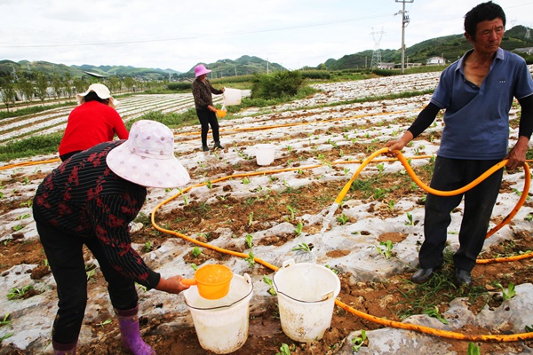 威寧自治縣小海鎮松山村億林峰種養殖專業合作社蔬菜基地里，務工人員正在為剛剛成活的蔬菜苗澆水。（羅喜貴 攝）