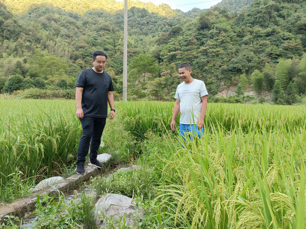 太平鎮黨委書記賈小華查看旱情。