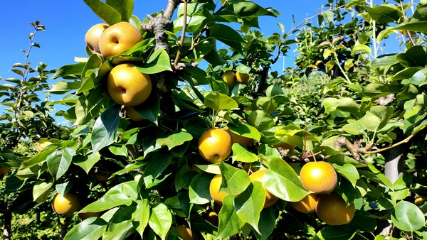 大方縣黃泥塘鎮(zhèn)天堂村梨園成熟的金秋梨 。
