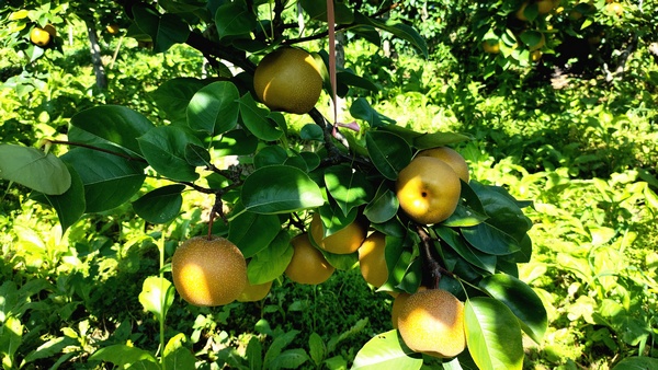大方縣黃泥塘鎮(zhèn)天堂村梨園成熟的金秋梨。