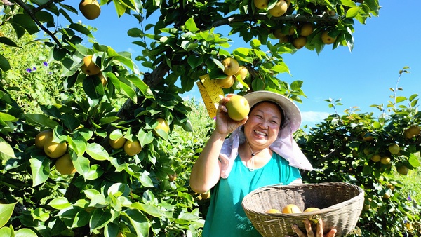 大方縣黃泥塘鎮天堂村梨園負責人楊守先采摘成熟的金秋梨。