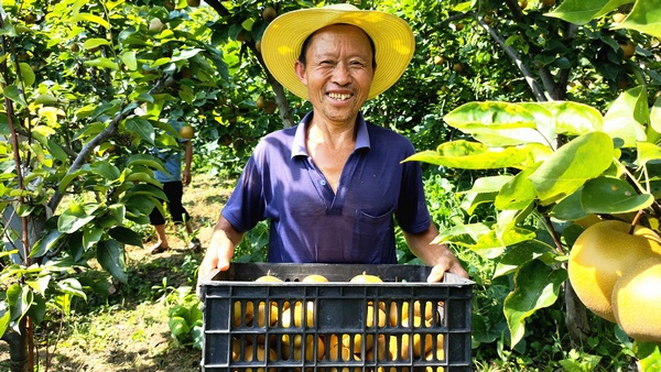 大方縣黃泥塘鎮天堂村梨園主人王大健搬運籮筐。