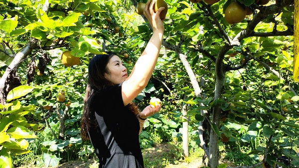 游客在大方縣黃泥塘鎮(zhèn)天堂村梨園采摘成熟的金秋梨 。