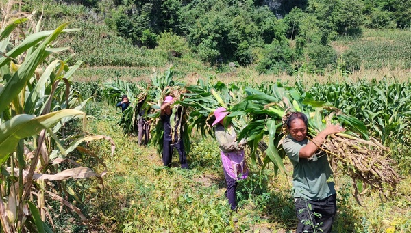 大方縣鼎新鄉(xiāng)新場(chǎng)村村民將采收的青貯從地里扛出。