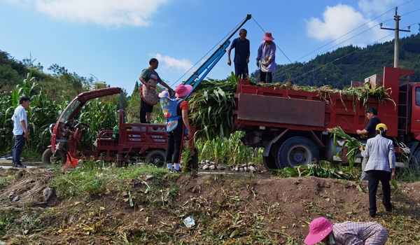 大方縣鼎新鄉(xiāng)新場(chǎng)村村民將采收的青貯裝車。