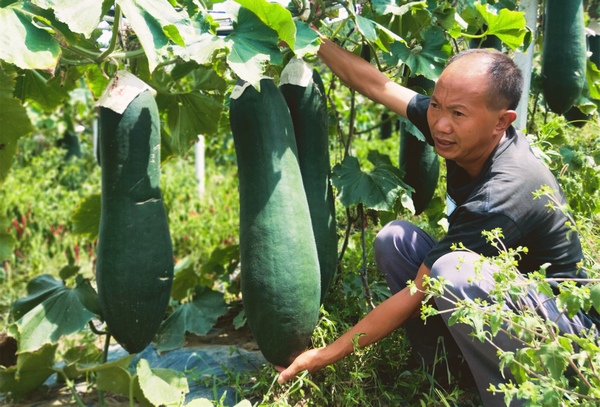 大方縣大山鄉光華村待采收的冬瓜。周高定攝