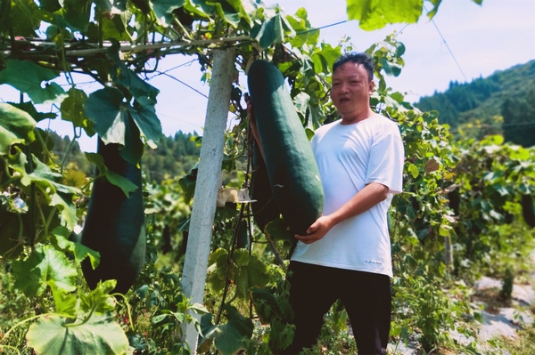 大方縣大山鄉光華村冬瓜基地負責人查看冬瓜長勢。周高定攝