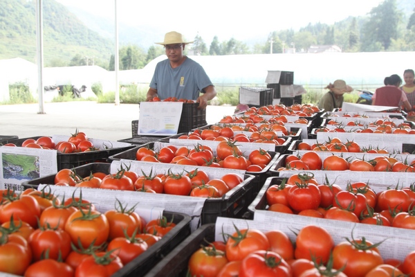 大方縣三元鄉河頭村西紅柿種植基地村民分揀西紅柿。鄭春華攝