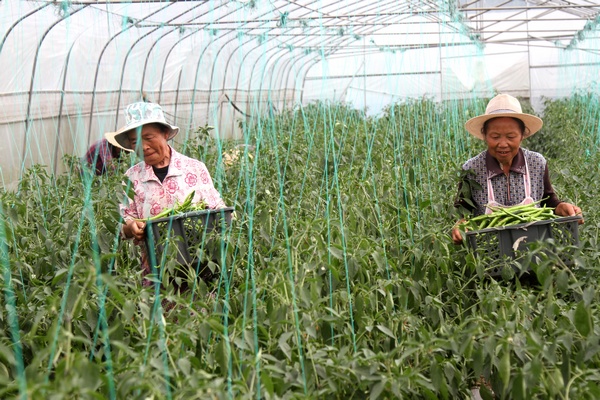 大方縣三元鄉(xiāng)勝豐村辣椒種植基地村民采摘辣椒。鄭春華攝