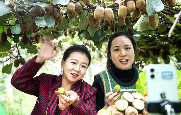 大方縣融媒體主播在箐口村獼猴桃基地進行直播帶貨。蒙光林攝