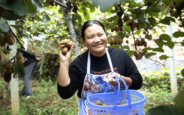 果農在大方縣箐口村獼猴桃基地采摘獼猴桃。蒙光林攝
