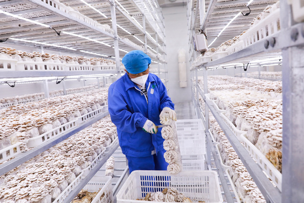 9月9日，工人在白參科創園采收白參菌。閔建華攝