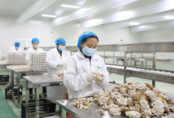 9月9日，工人在白參科創園分揀白參菌。閔建華攝