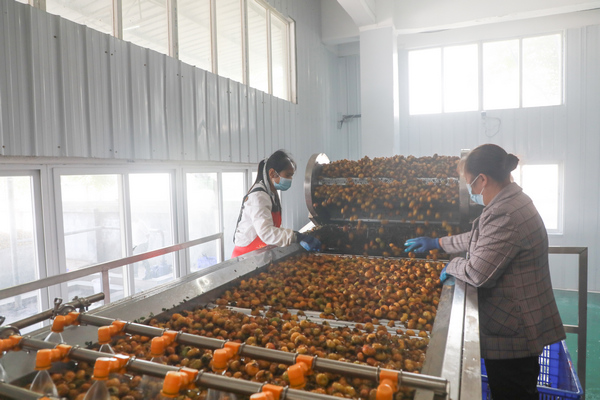 9月9日，工人在金維寶公司刺梨原液生產車間作業。閔建華攝
