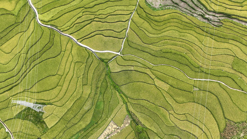 9月14日，貴州省大方縣小屯梯田航拍。王定超攝