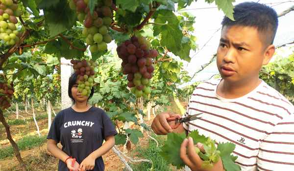 丁學林教村民葡萄管理技術。司玉坤攝