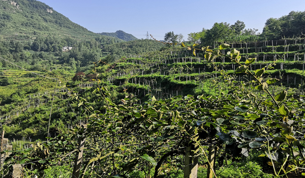 丁學永的合作社種植的獼猴桃基地。劉昆燕攝