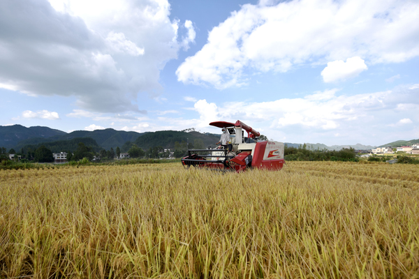 群眾操作大型收割機收割稻谷。