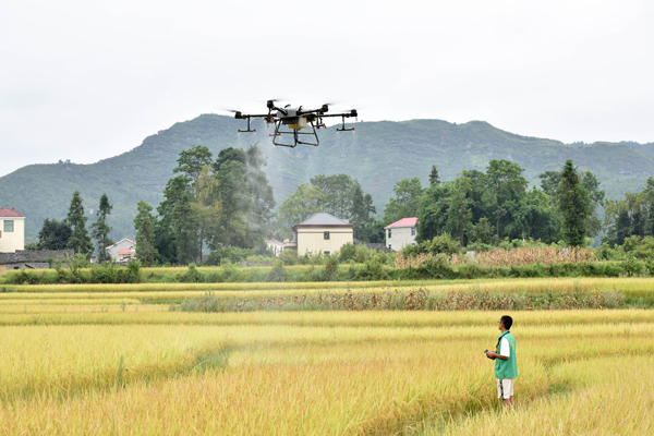 農技專員操作植保無人機進行水稻抗病抗旱防治噴灑作業。