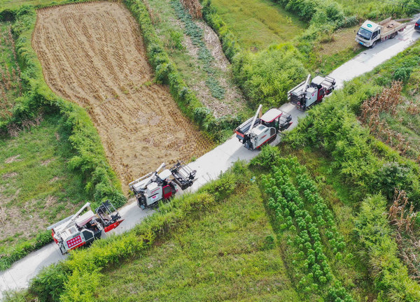 水稻機械搶收。