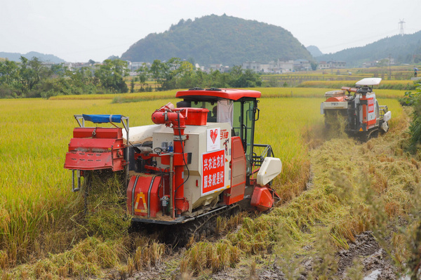 水稻機械搶收中。