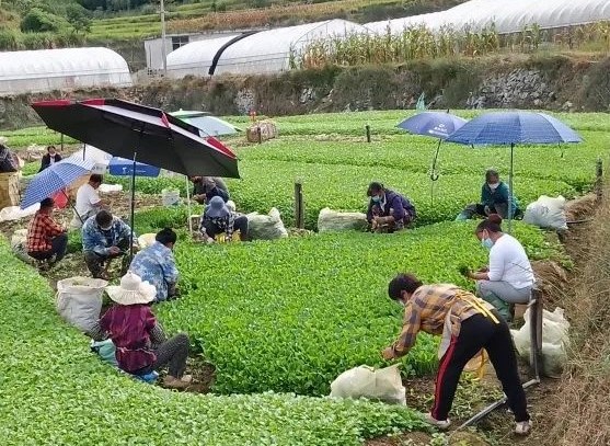觀山湖區朱昌鎮茶飯村速生蔬菜基地采摘現場。觀山湖區融媒體中心供圖