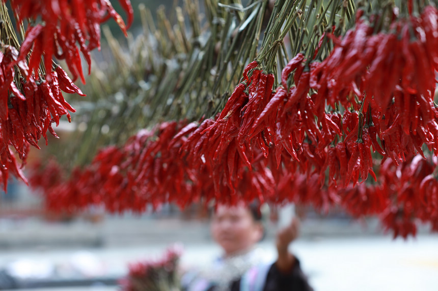 9月21日，村民在晾曬辣椒。
