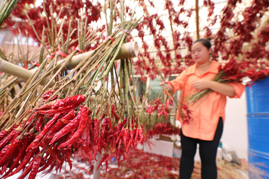 9月21日，村民在晾曬辣椒。