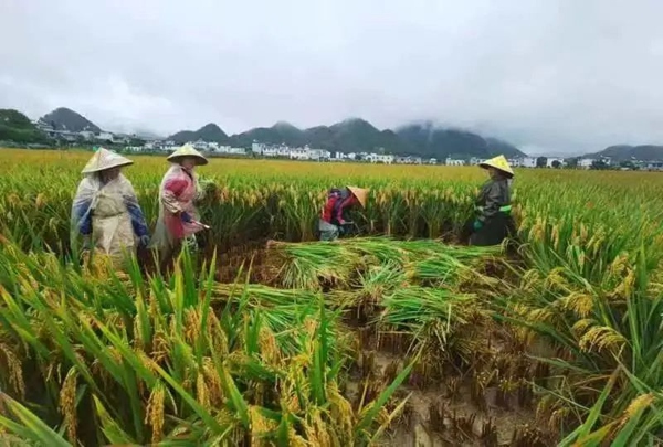 1.由貴州省農業農村廳省級水稻高產“揭榜掛帥”團隊在黔西南州興義市實施的水稻超高產示范田最高畝產達1154.68公斤，再創貴州省水稻高產新紀錄。貴州省農業農村廳供圖