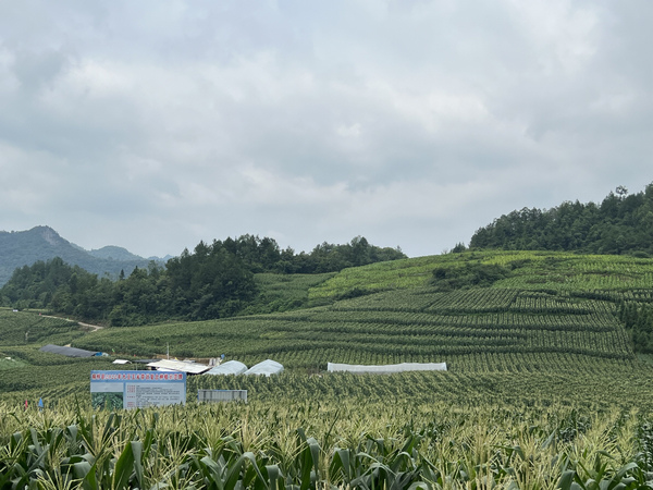 2.桐梓縣茅石鎮團結村大豆玉米種植示范基地。彭光杰攝