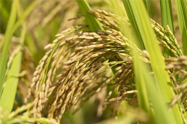顆粒飽滿的稻谷，