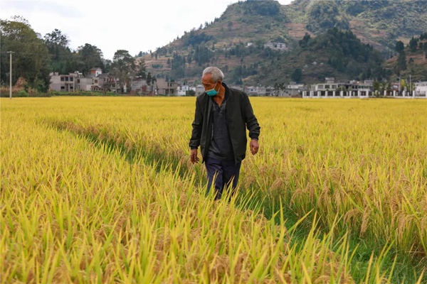 群眾在查看稻谷。