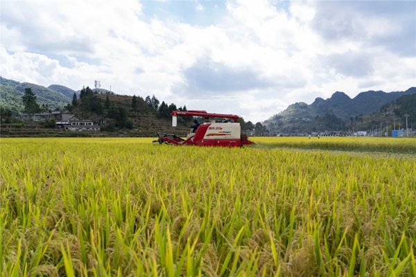收割機正在收割稻谷。