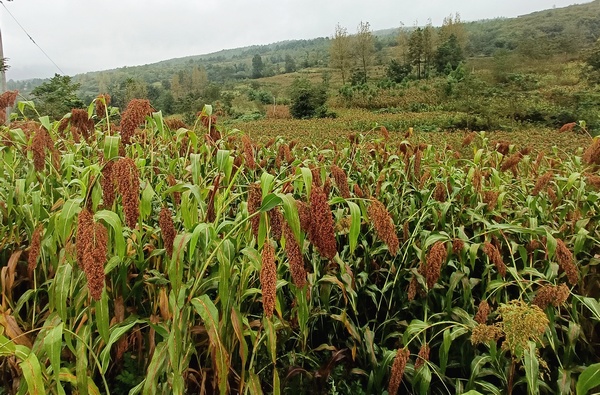 大方縣大山鄉(xiāng)沙土村連片高粱種植基地。 周高定攝