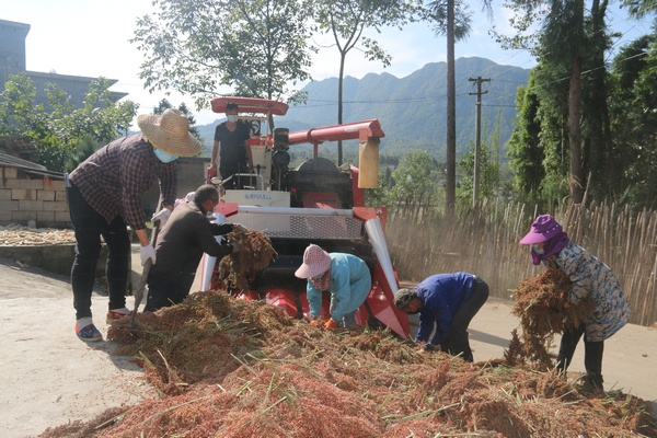大方縣大山鄉沙土村群眾向收割機斗內投送高粱穗。 周高定攝