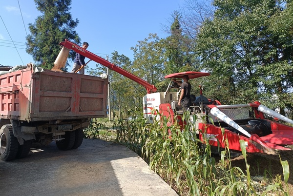 大方縣大山鄉沙土村收割機采收高粱現場。 周高定攝
