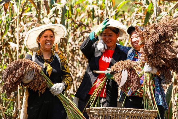 大方縣長石鎮仲麥村村民在高粱種植基地收割高粱。周訓貴攝