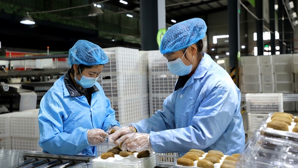 工人正在分裝獼猴桃。