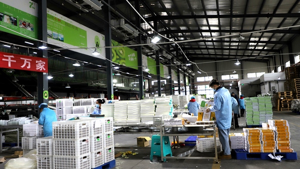 文縣國投集團有限公司獼猴桃科技園 查姜維 攝.jpg