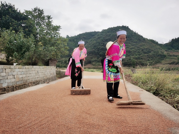 平壩區:高粱熟了紅滿天 農民增收笑開顏。